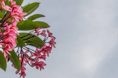 Pembe renk plumeria ya da frangipani, beyaz arka planda izole edilmiş pembe frangipani çiçeği.