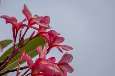 Pembe renk plumeria ya da frangipani, beyaz arka planda izole edilmiş pembe frangipani çiçeği.