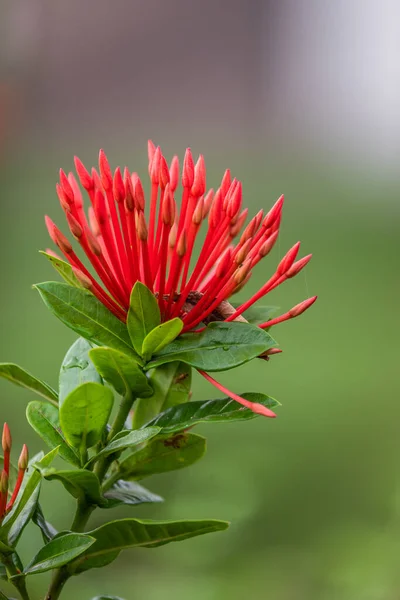 Turuncu Ashoka çiçeklerinin (Saraca asoca) ya da ixora javanica