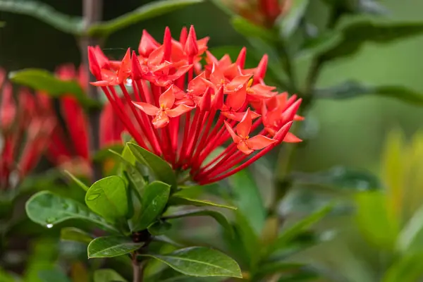 Turuncu Ashoka çiçeklerinin (Saraca asoca) ya da ixora javanica