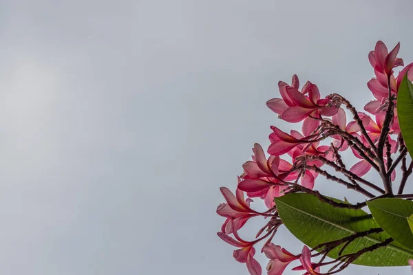 Pembe renk plumeria ya da frangipani, beyaz arka planda izole edilmiş pembe frangipani çiçeği.