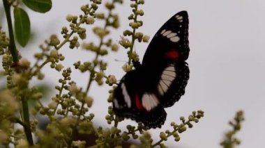 Renkli siyah kelebek, uzun bir ağaç çiçeğine tünemiş.