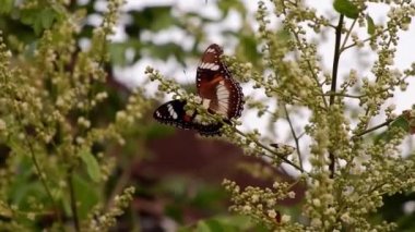 Renkli siyah kelebek, uzun bir ağaç çiçeğine tünemiş.