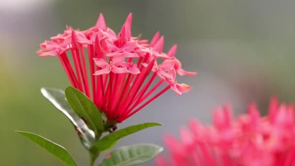 Крупним Планом Знімок Помаранчевих Квітів Ашоки Saraca Asoca Або Ікори — стокове відео