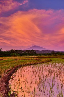 Güneş doğarken, Endonezya 'da, renkli dramatik gökyüzünün altındaki çeltik tarlasının güzel manzarası