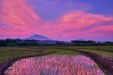Güneş doğarken, Endonezya 'da, renkli dramatik gökyüzünün altındaki çeltik tarlasının güzel manzarası