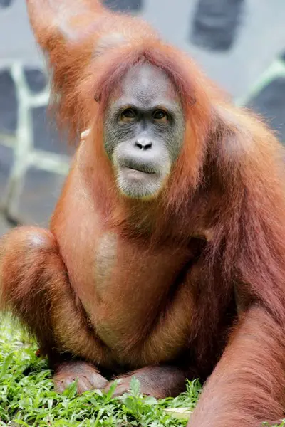 Endonezya ve Malezya 'nın büyük maymunu orangutan (Pongo) portresi. Sumatra ve Borneo yağmur ormanlarında Orangutan hayatı