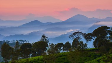 Güneşin doğuşunun panoramik görüntüsü çay tarlalarında gölgeli ağaçlar ve aydınlık sisle
