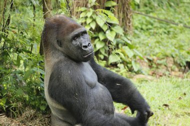 Goril (Troglodit gorili) yerde oturuyor. Goril, Orta Sahra Çölünün altındaki Afrika ormanlarında yaşayan otobur maymunlardır.
