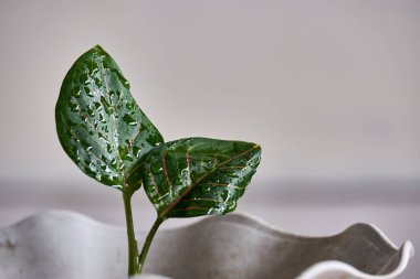 İki aglaonema rotundum kaplan yapraklı su damlacıklarıyla yakın çekim. Islak yapraklar, arka planda, bitkinin doğal güzelliğini ve tazeliğini vurgular..