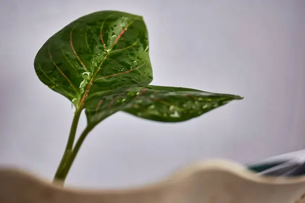 İki aglaonema rotundum kaplan yapraklı su damlacıklarıyla yakın çekim. Islak yapraklar, arka planda, bitkinin doğal güzelliğini ve tazeliğini vurgular..