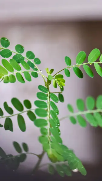 Koyu arkaplanda Phyllanthus niruri