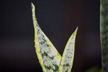 Keskin, yeşil ve beyaz yapraklı, su benekli bir bitkinin yakın çekimi. Koyu arkaplan çiğ kaplı yaprakların tazeliğini ve doğal güzelliğini vurgular..