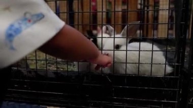 Bir grup tavşanla kafeste oynayan bir çocuğun elini kapat.