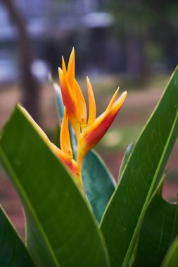 Canlı tropikal Heliconia psittacorum bitkisi. Bahçesinde renkli çiçekler var.