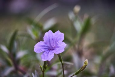 Ruellia tüberosa 'nın ya da Ruellia Brittoniana' nın ya da Mor Ruellia 'nın bulanık arka planda açan çiçeklerinin yakınına.