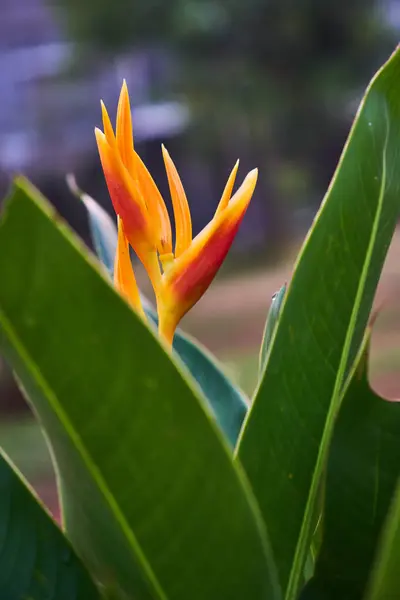 Canlı tropikal Heliconia psittacorum bitkisi. Bahçesinde renkli çiçekler var.