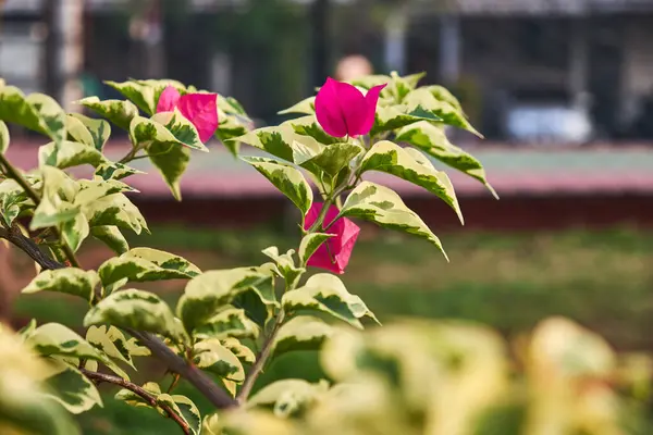 Bougainvillea yaprakları. Bahçede açan begonvillerin kırmızı rengi.