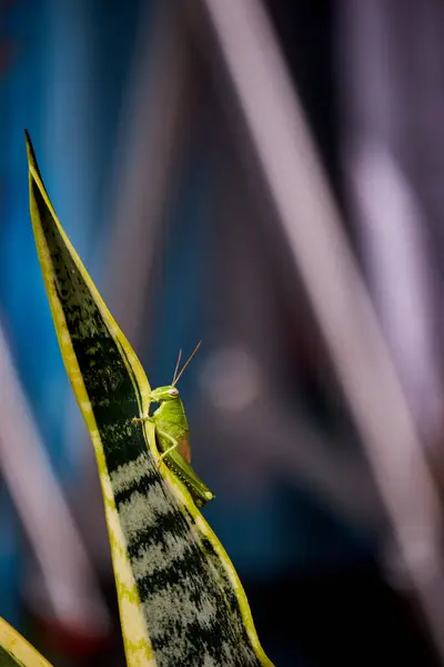 Sansevieria yaprağındaki yeşil çekirge koyu arka planda izole edilmiş. Kopyalama alanı olan böcek fotoğraf kavramı