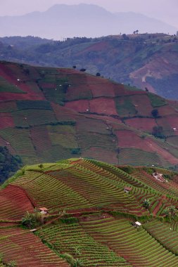 Tepeler, vadiler, soğanlar (yeşil soğanlar, taze soğanlar ya da salata soğanları olarak da bilinir) yüksek açılı yeşil soğan tarlaları sabah daha iyi yetişir..