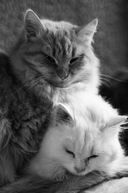 İki tüylü kedi yatakta uyuyor..