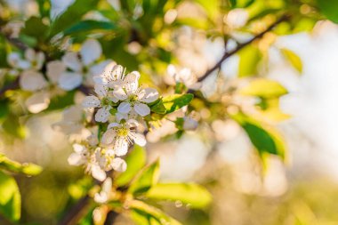 Bahar bahçesinde elma çiçekleri
