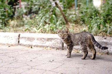 Kediler kaldırımda oturuyor..
