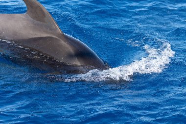 Tenerife 'de balina izliyor. Pilot Balina okyanus yüzeyinde yüzüyor