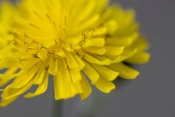 Kwiat Mniszka Lekarskiego Wiosną Kwitnący Żółty Wiosenny Kwiat Makro Szczegółach — Zdjęcie stockowe