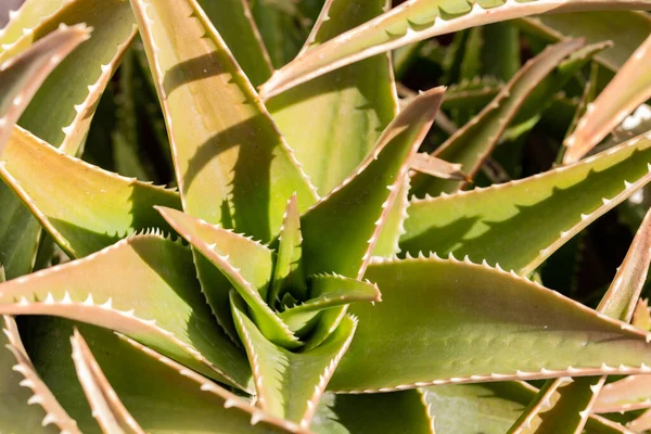 Zamatos Növény Aloe Vera Teljes Napon — Stock Fotó