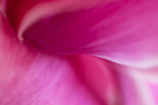 Fondo Rosa Abstracto Con Colores Brillantes Suave Efecto Suave Fondo — Foto de Stock