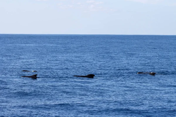 Φάλαινα Παρακολουθεί Στην Τενερίφη Pilot Φάλαινα Κολύμπι Στην Επιφάνεια Του — Φωτογραφία Αρχείου