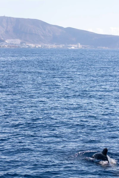 Кит Наблюдает Тенерифе Пилотный Кит Плавает Поверхности Океана — стоковое фото