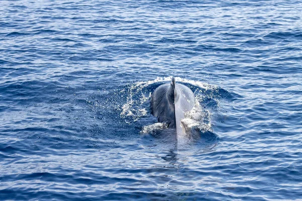 Observação Baleias Tenerife Baleia Piloto Nadando Superfície Oceano — Fotografia de Stock
