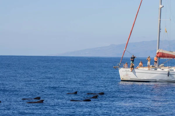 Puerto Colon Teneriffa Spanien November 2021 Valskådning Från Lyxbåt Turism — Stockfoto