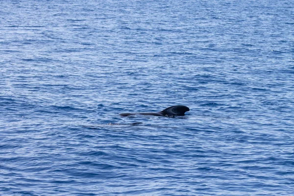 テネリフェ島でホエールウォッチング パイロットクジラは海面で泳ぐ — ストック写真