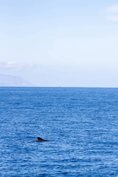 Avistamiento Ballenas Tenerife Ballena Piloto Nadando Superficie Del Océano —  Fotos de Stock