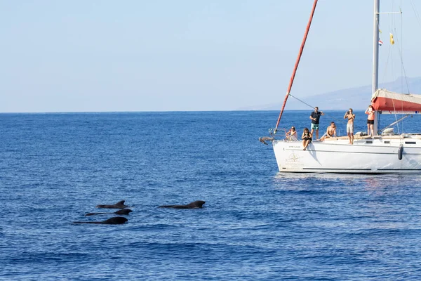 Puerto Colon Teneriffa Spanien November 2021 Valskådning Från Lyxbåt Turism — Stockfoto