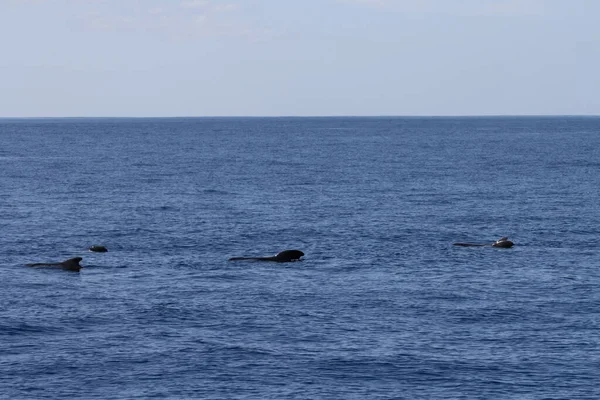 Obserwowanie Wielorybów Teneryfie Pilotażowe Pływanie Wielorybów Powierzchni Oceanu — Zdjęcie stockowe