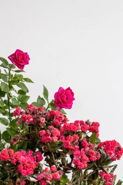 Çiçek açan bir buket çiçek. Güller ve diğer kırmızı ve pembe renkli bitkiler saksıda. Arka planlar ve bahçe işleri için bahçe ve çiçek dekorasyonu