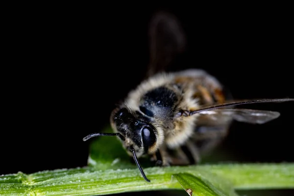 Makro Detal Pszczoły Łodydze Trawy Gotowy Pójścia Zapylić Kwiaty Zrobić — Zdjęcie stockowe