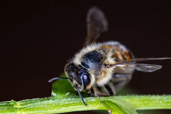 Makrodetail Einer Biene Auf Einem Grashalm Die Bereit Ist Die — Stockfoto
