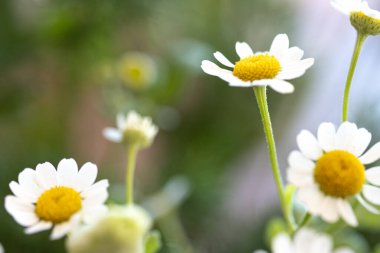 Doğal bir tarlada küçük papatyalardan oluşan beyaz çiçekler. Yabani çiçek tomurcukları, tipik bahar çiçekleri. Bahar, papatya ve papatya gibi çiçeklerle mevsim değişir.