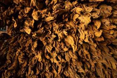 Tobacco being dried by storing in a Vinales cigar company in Cuba. Cuban cigars handmade with local tobacco clipart