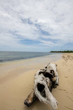 Karayipler 'de deniz kıyısında, kristal berrak deniz ve kumla kaplı ahşap kütük. Karayipler 'de dinlenme ve turizm