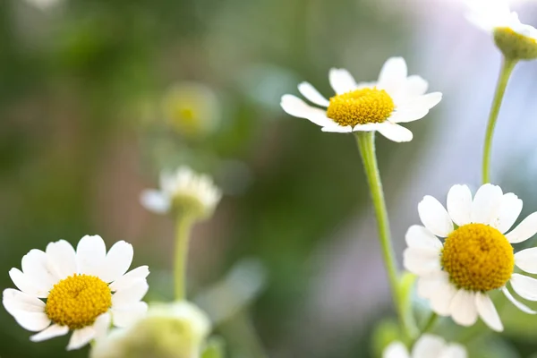 Białe Kwiaty Ych Stokrotek Naturalnym Polu Dzikie Pąki Kwiatowe Typowe — Zdjęcie stockowe