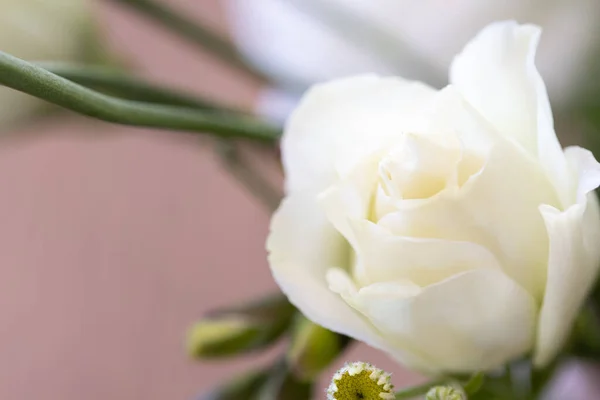 หลาบขาวท นหล นหล ดอกไม เหมาะส าหร บการจ ดงานแต งงาน ดอกก — ภาพถ่ายสต็อก
