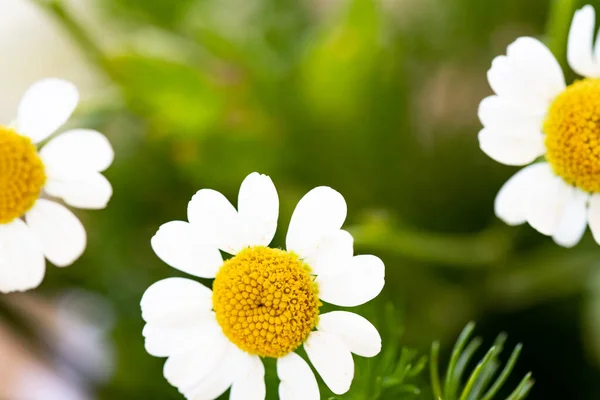 Vita Blommor Små Pràstkragar Ett Naturligt Fält Blomknoppar Typiska Vårblommor — Stockfoto