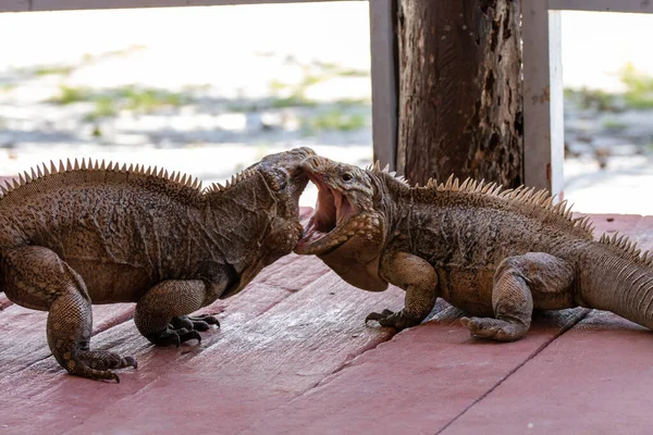 Two Iguanas Fight Territory Caribbean Beach Frequented Tourists Iguana Cuba — Stock Photo, Image