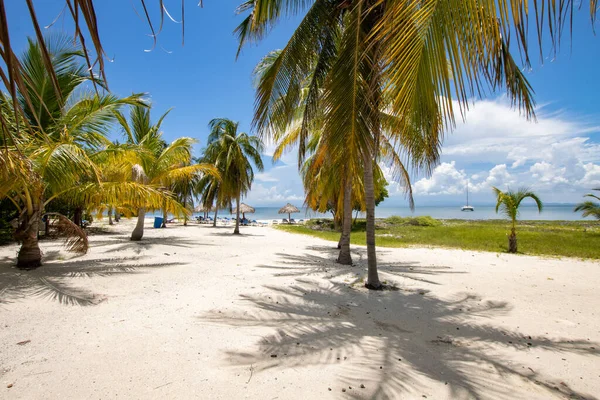加勒比海海滩上有洁白的沙子 清澈的大海和椰子树 冬季和夏季假日的天堂 库巴的游客的温暖和大海 古巴海滩 有棕榈树和天然野生植被 — 图库照片